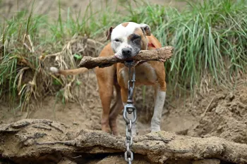 a dog holding a stick in its mouth